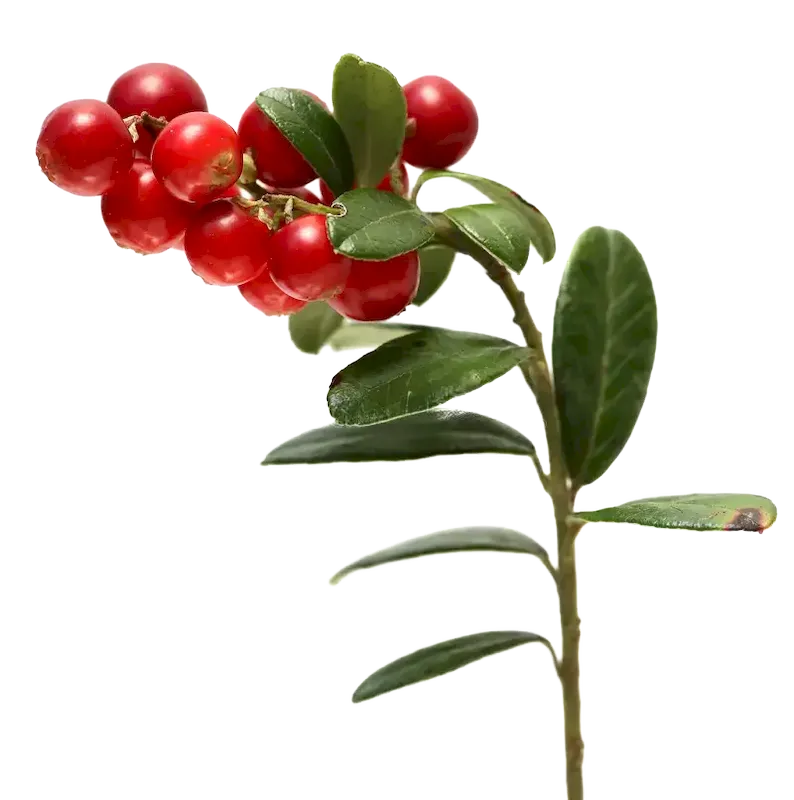 Butcher's Broom