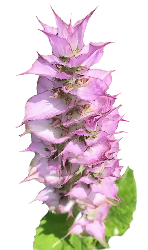 Clary Sage