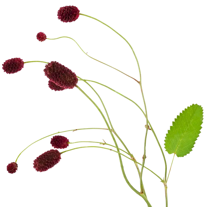 Greater Burnet