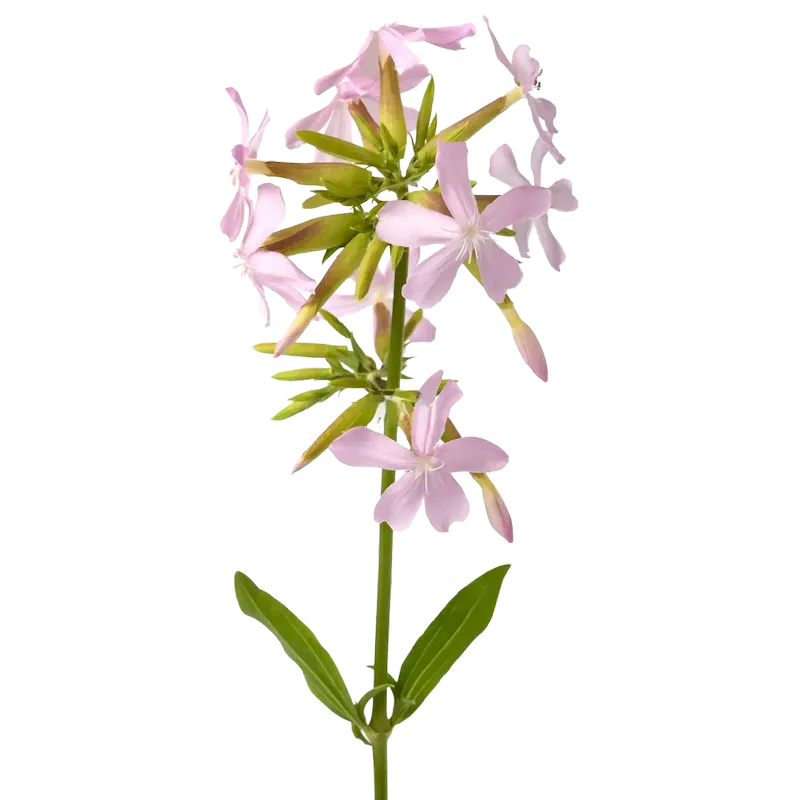 Soapwort