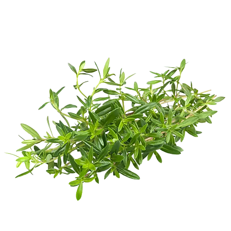Winter Savory 