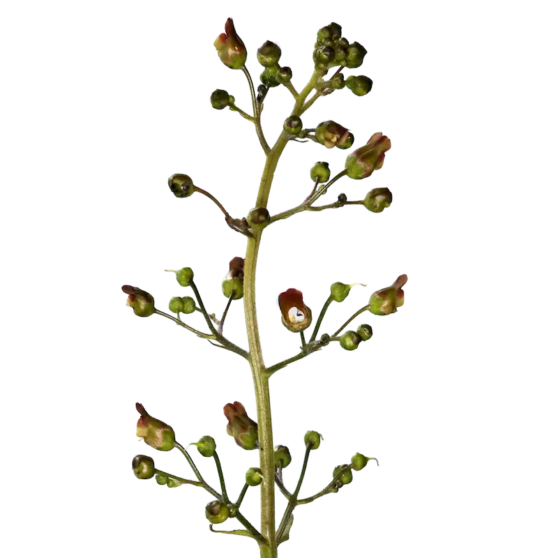 Figwort