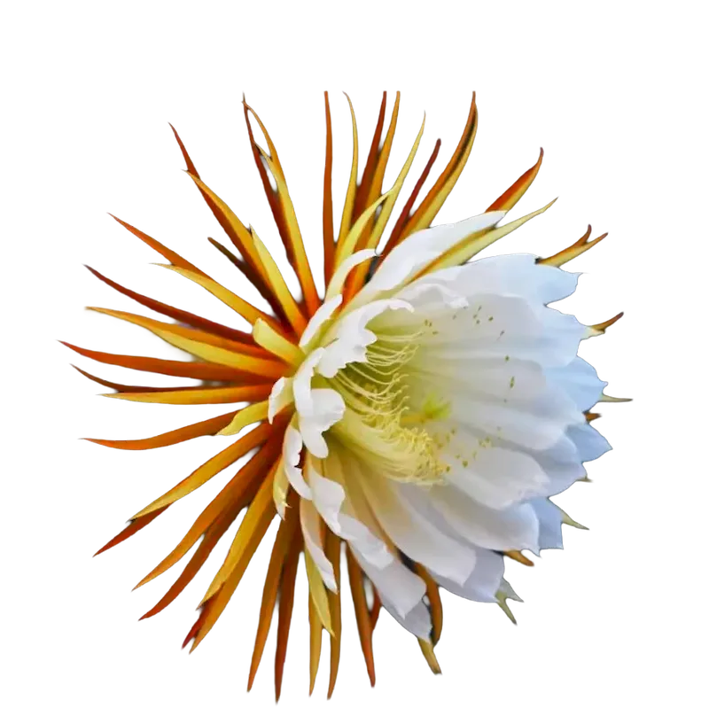 Night-blooming Cereus