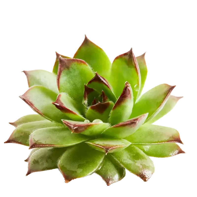 Houseleek