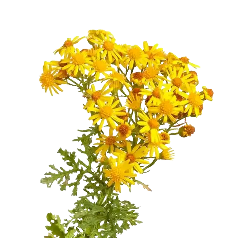 Life Root