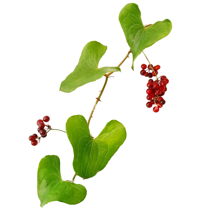 Sarsaparilla