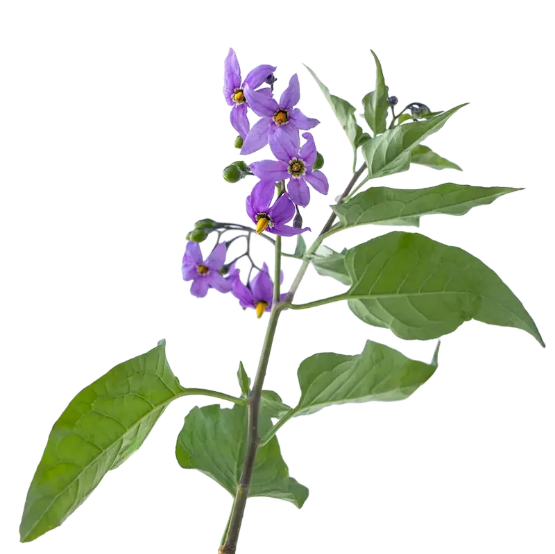 Common Nightshade