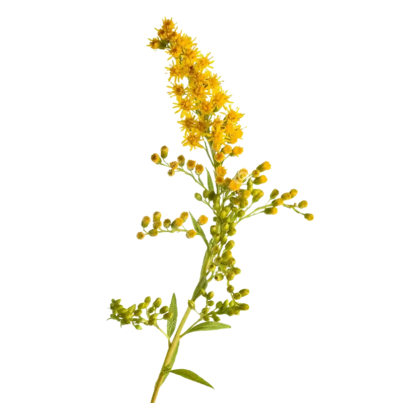 Goldenrod