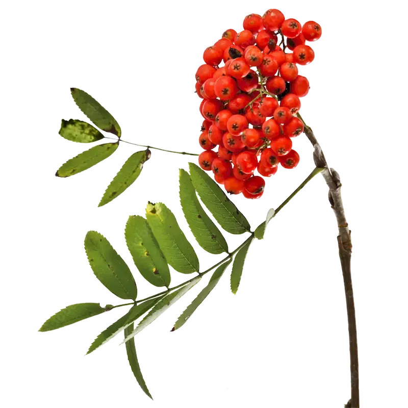 Eastern Mountain Ash