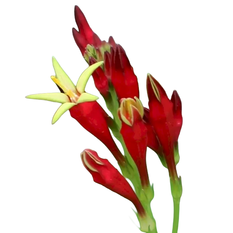 Pinkroot