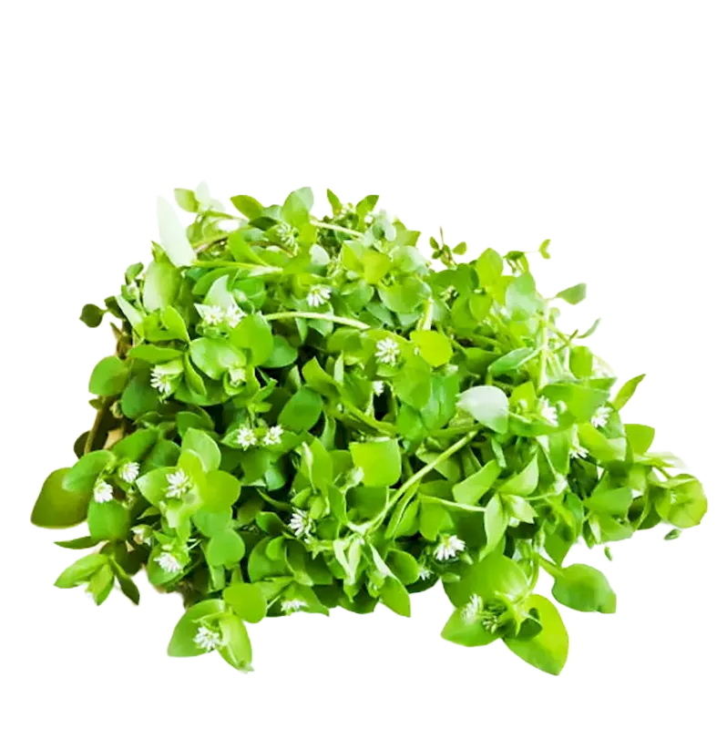 Chickweed