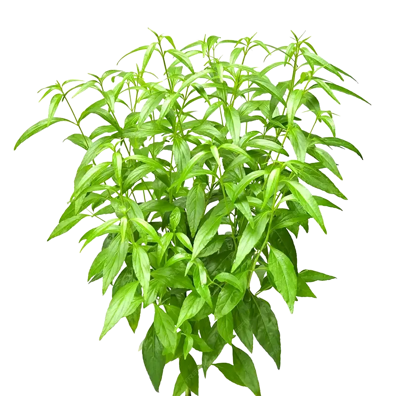 Chiretta