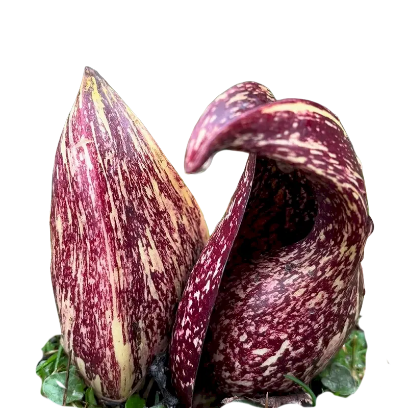Skunk Cabbage