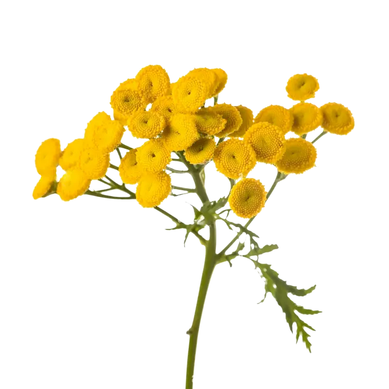 Tansy