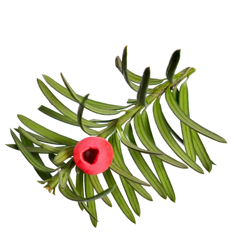 Yew