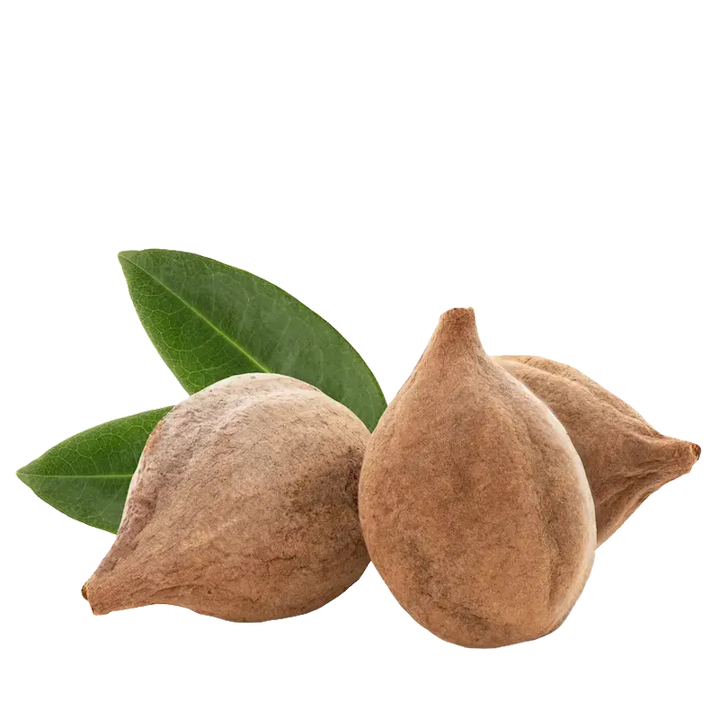 Beleric Myrobalan