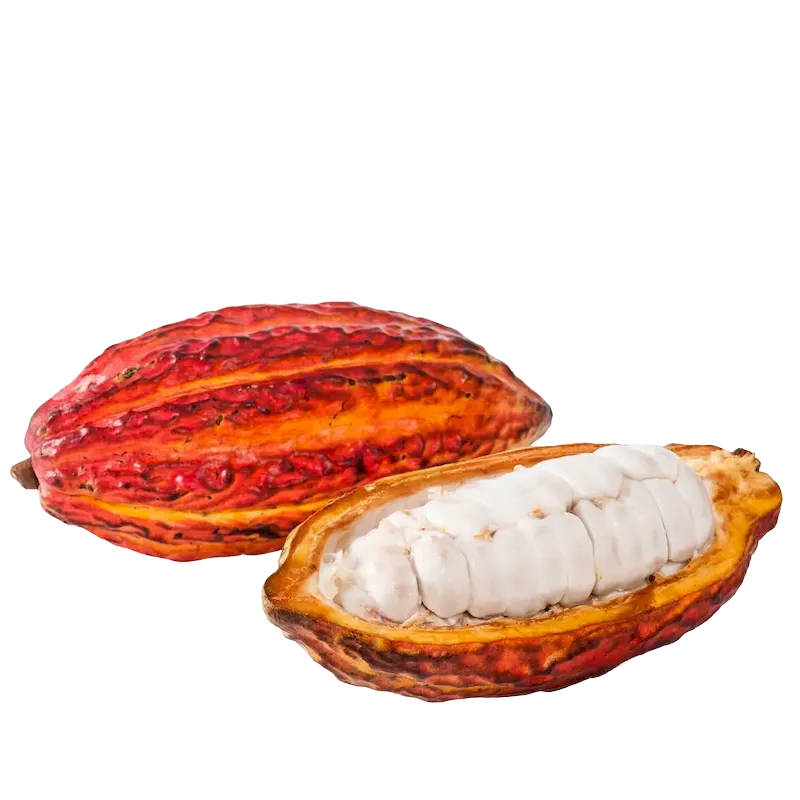 Cacao