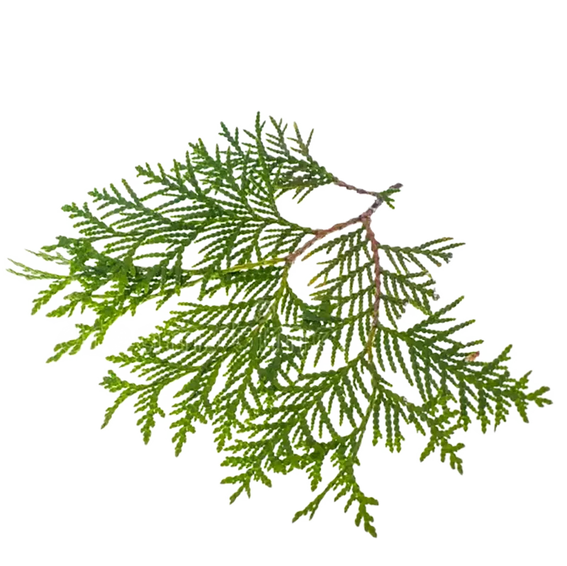 Arborvitae
