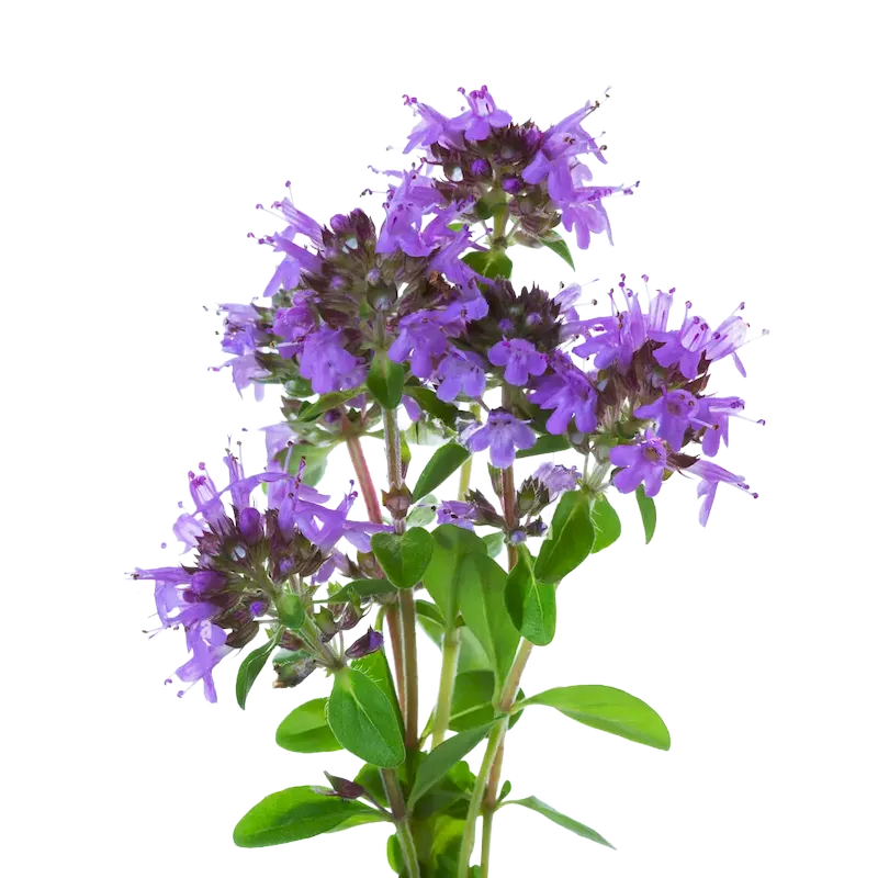 Wild Thyme