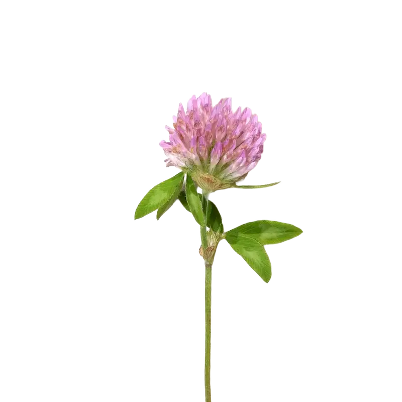Red Clover