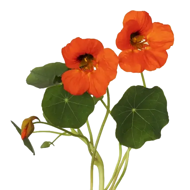 Nasturtium