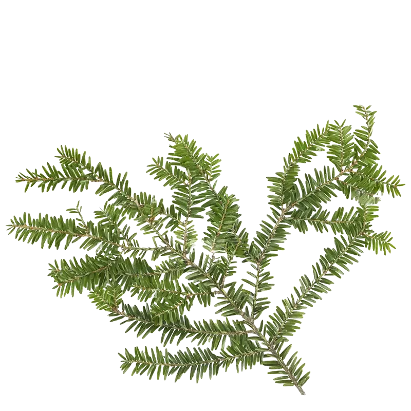 Canada Hemlock