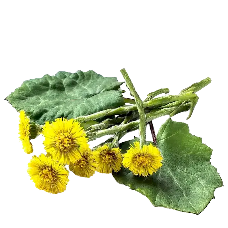 Coltsfoot