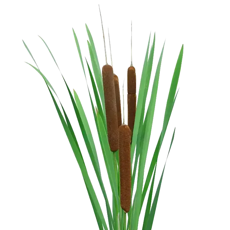Cattail