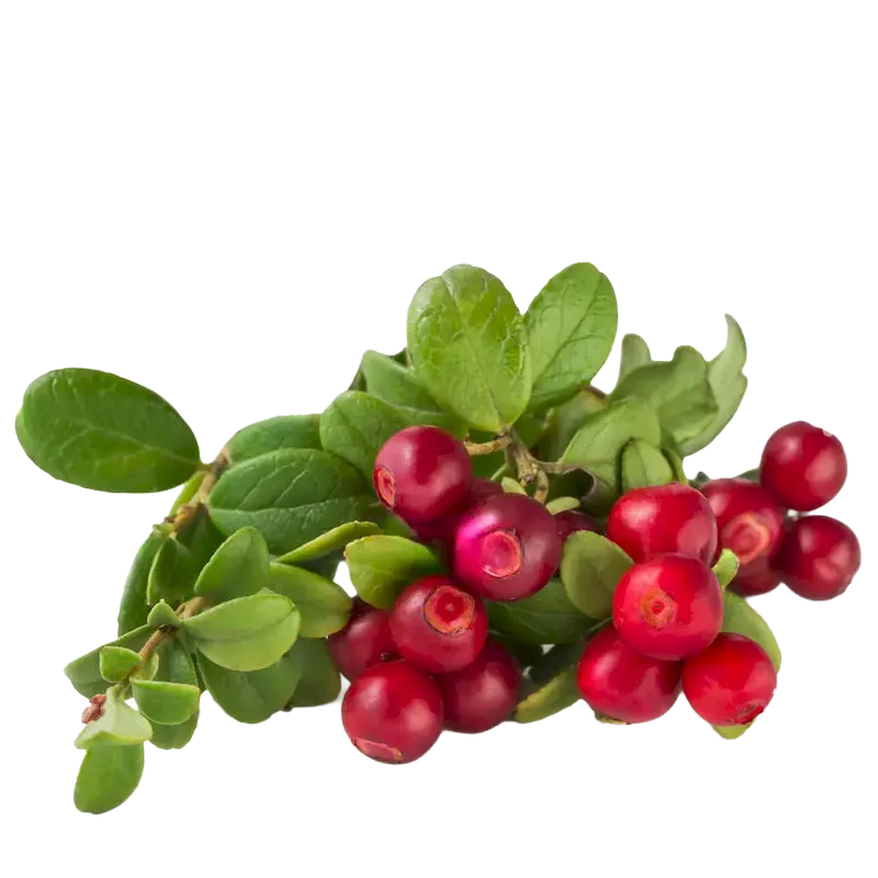 Cranberry