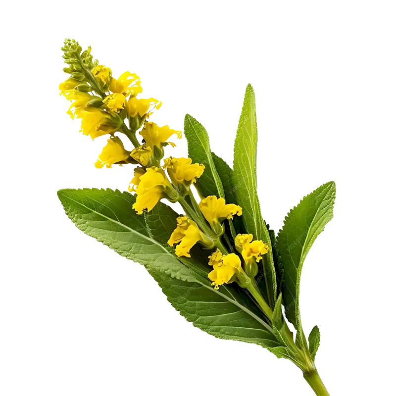 Mullein