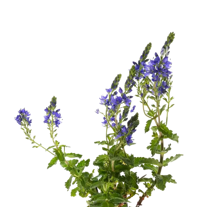 Speedwell