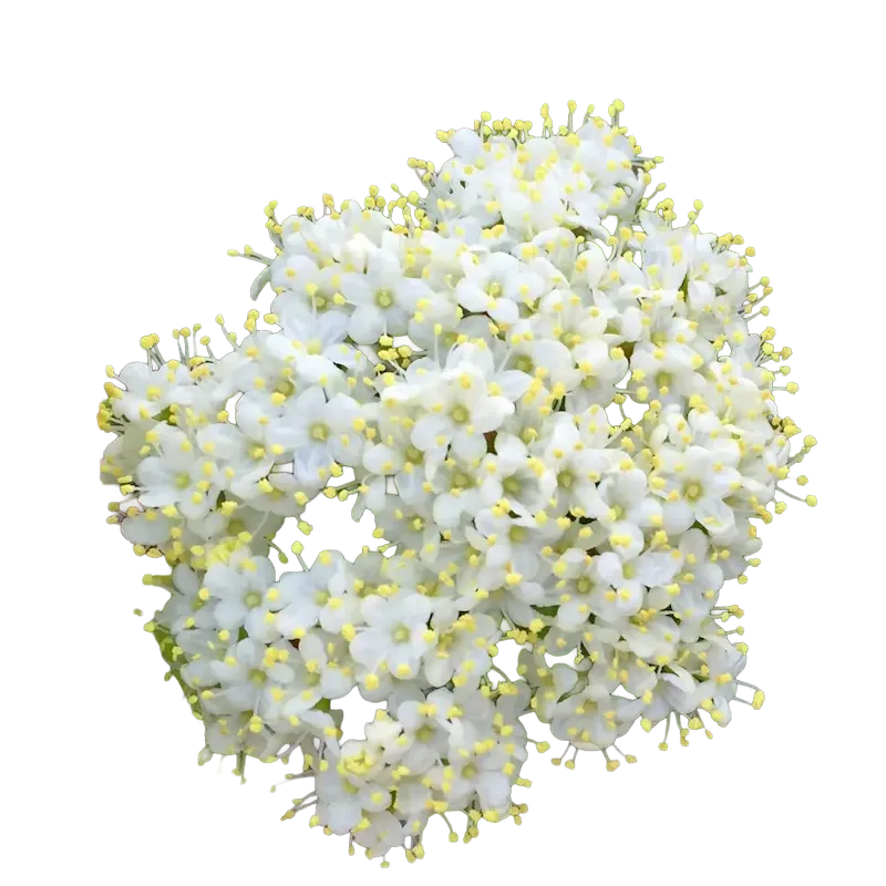 Black Haw
