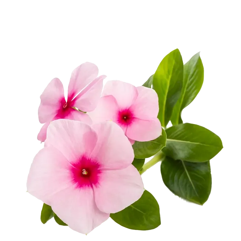 Madagascar Periwinkle