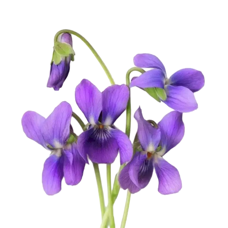 Sweet Violet
