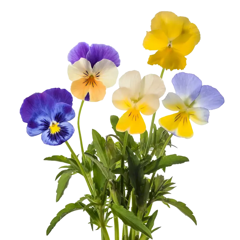 Heartsease