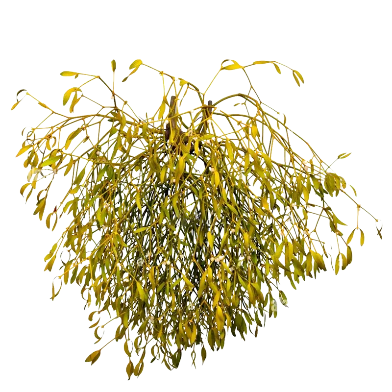 European Mistletoe