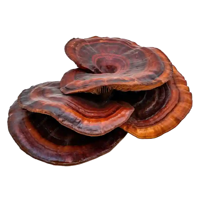 Reishi