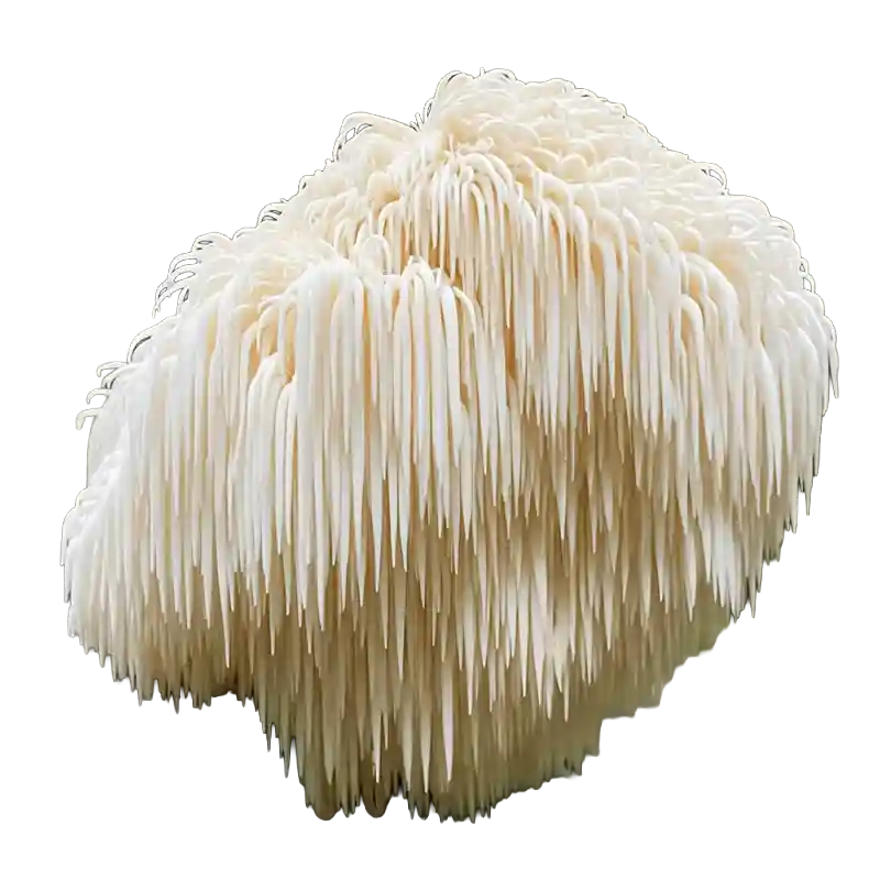 Lion's Mane 