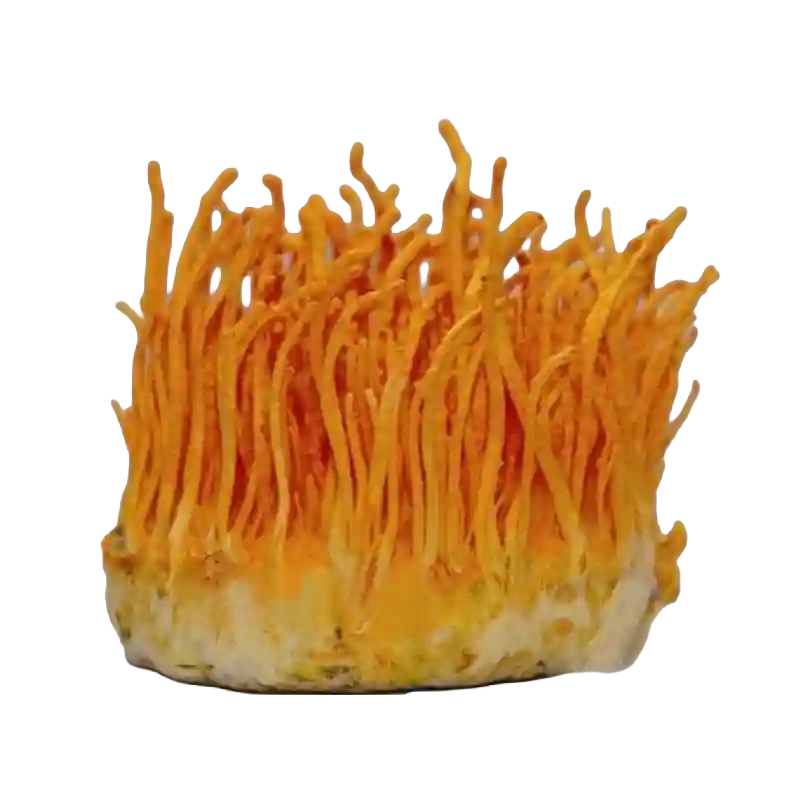 Cordyceps