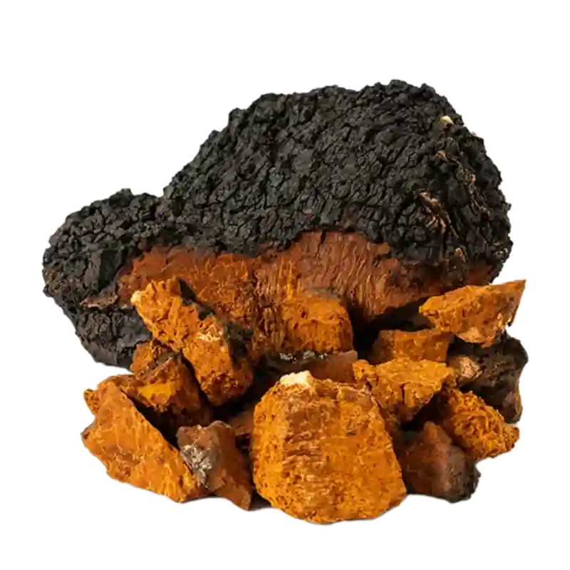 Chaga