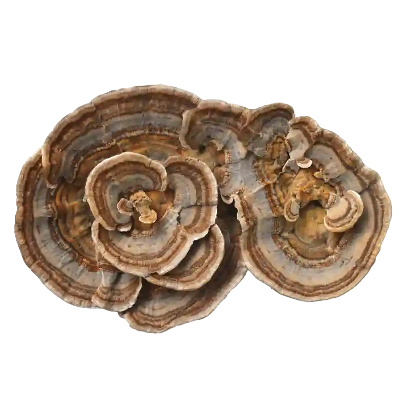 Turkey Tail