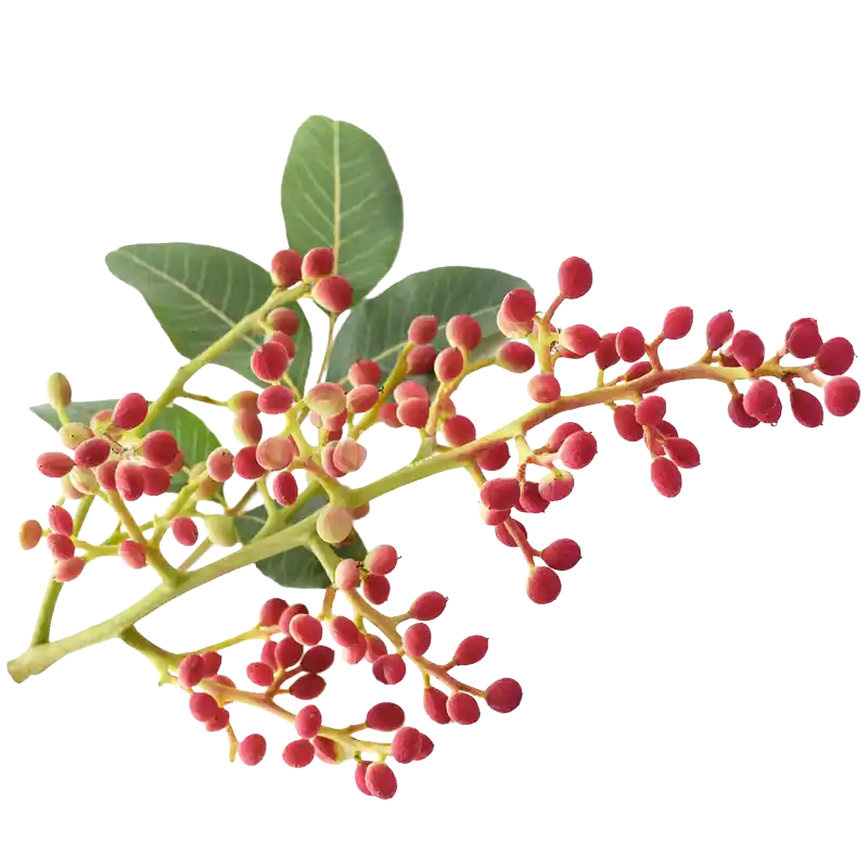 Terebinth