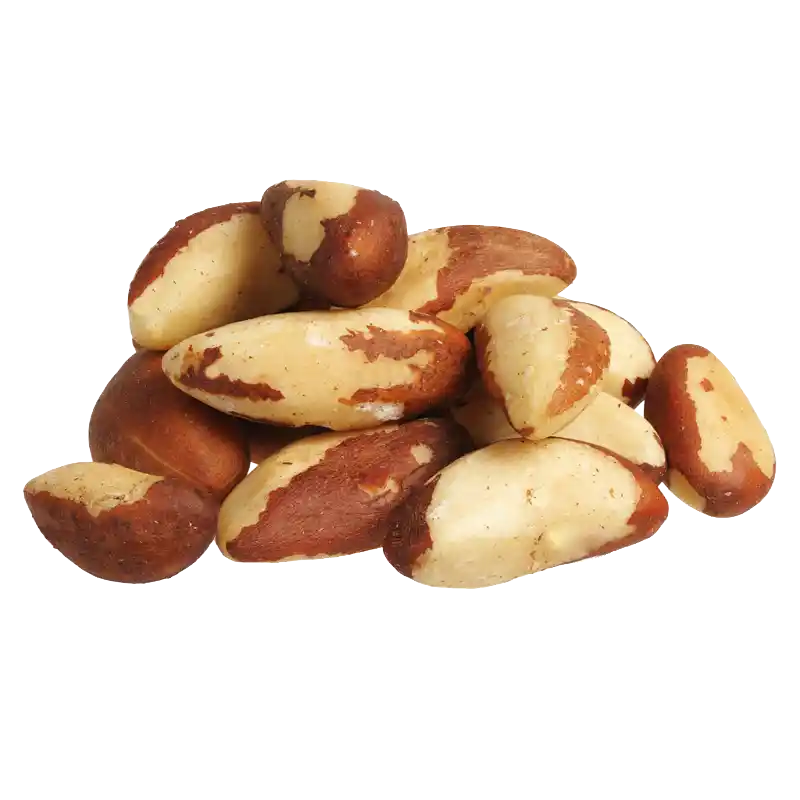 Brazil Nut