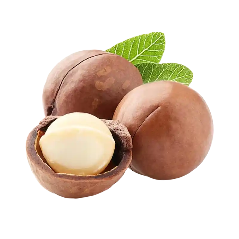 Macadamia