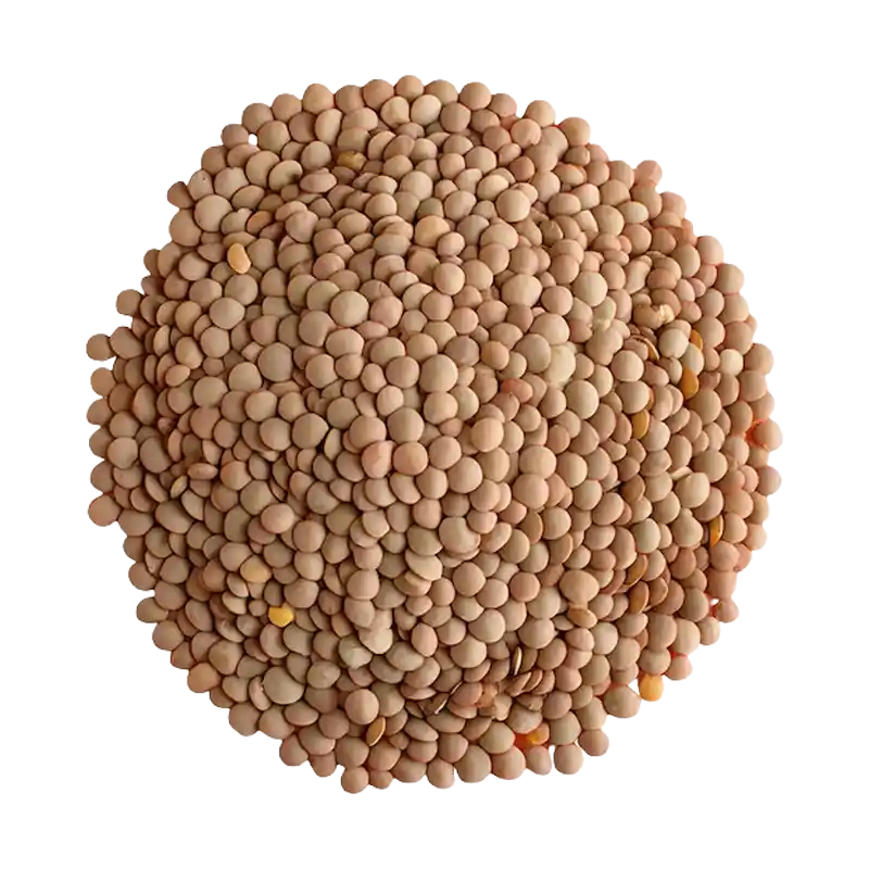 Lentil