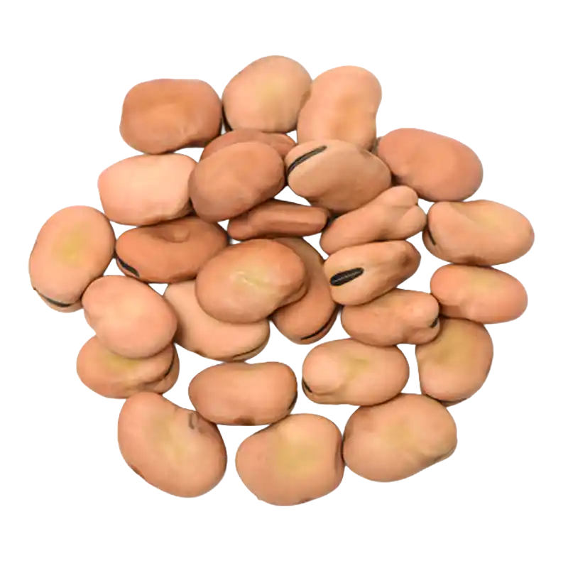 Broad Bean (Fava)