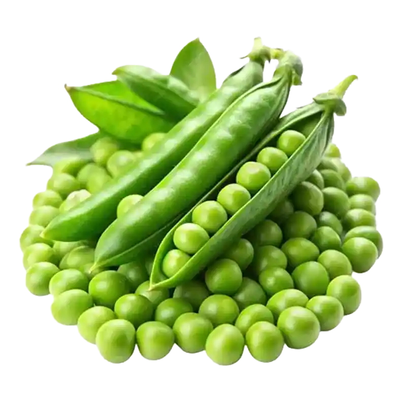 Garden Pea