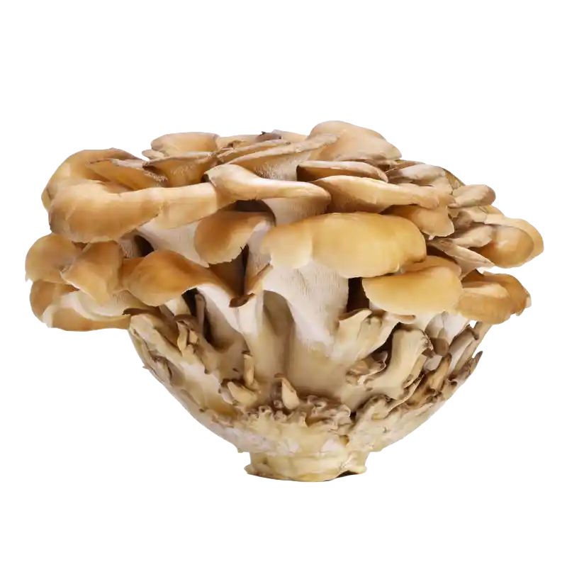 Maitake