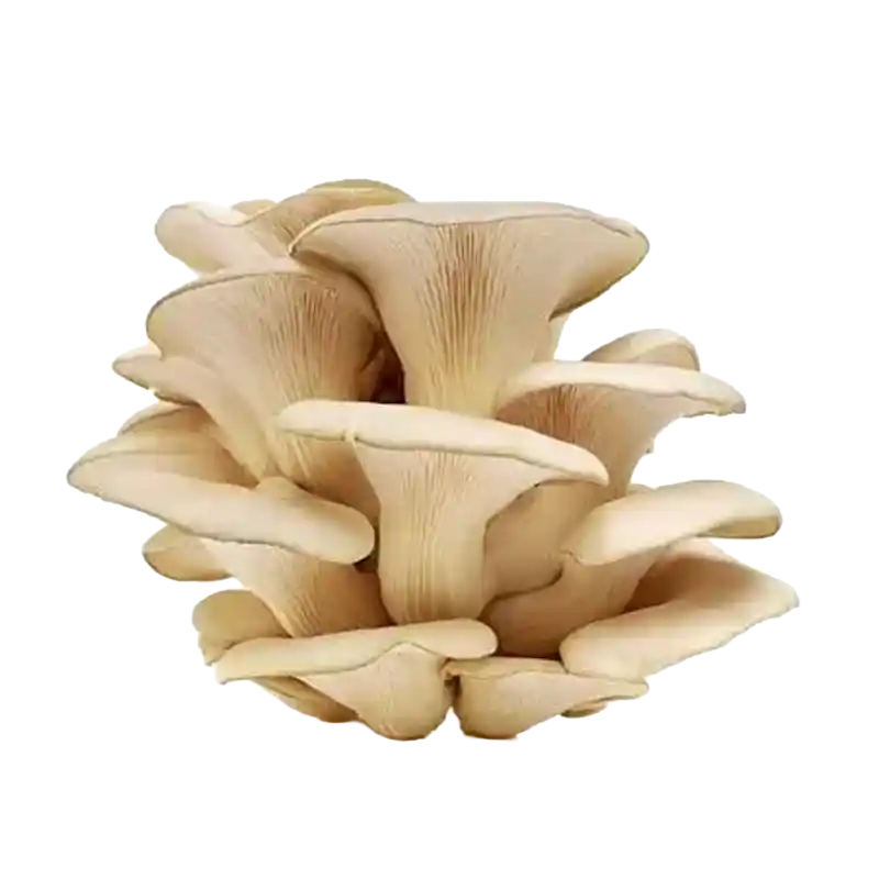 Oyster Mushroom