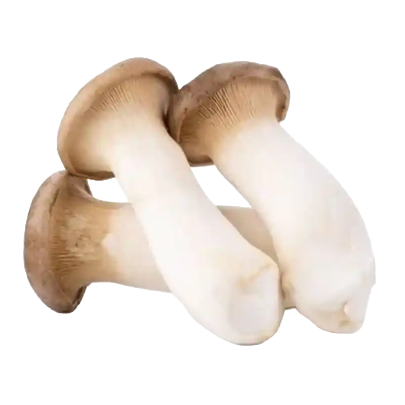 King Oyster